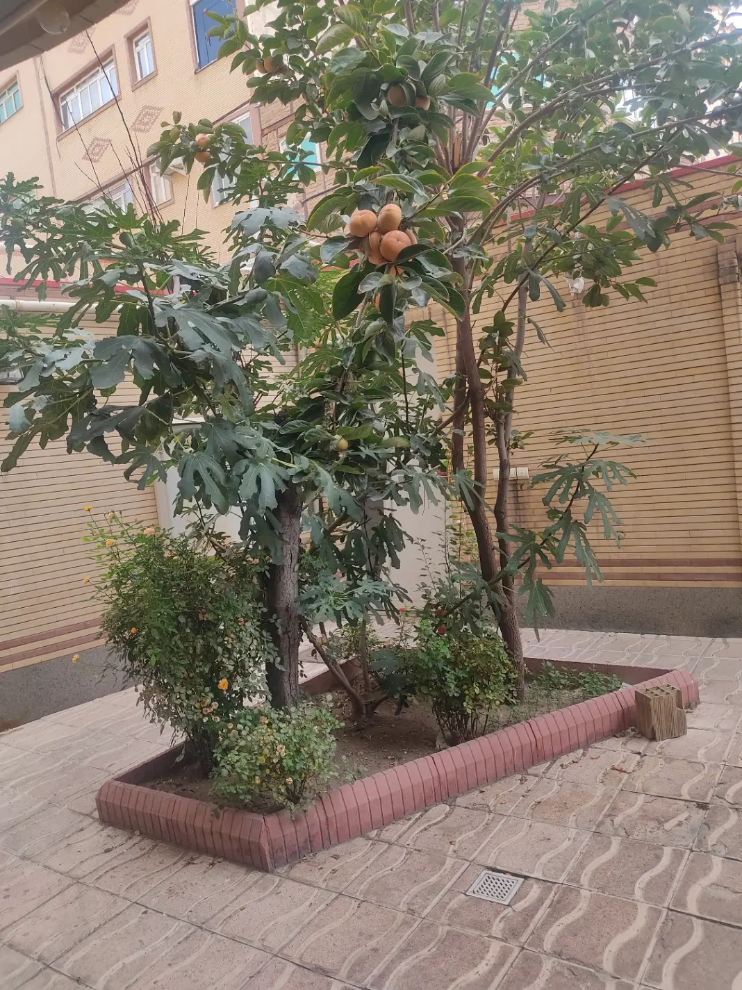 آپارتمان