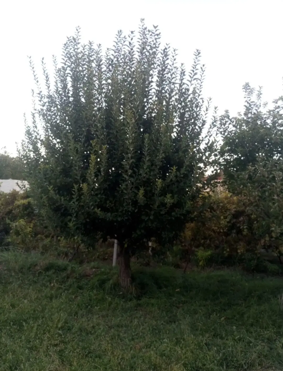 باغچه الوان متزاز ۱ونیم طناب