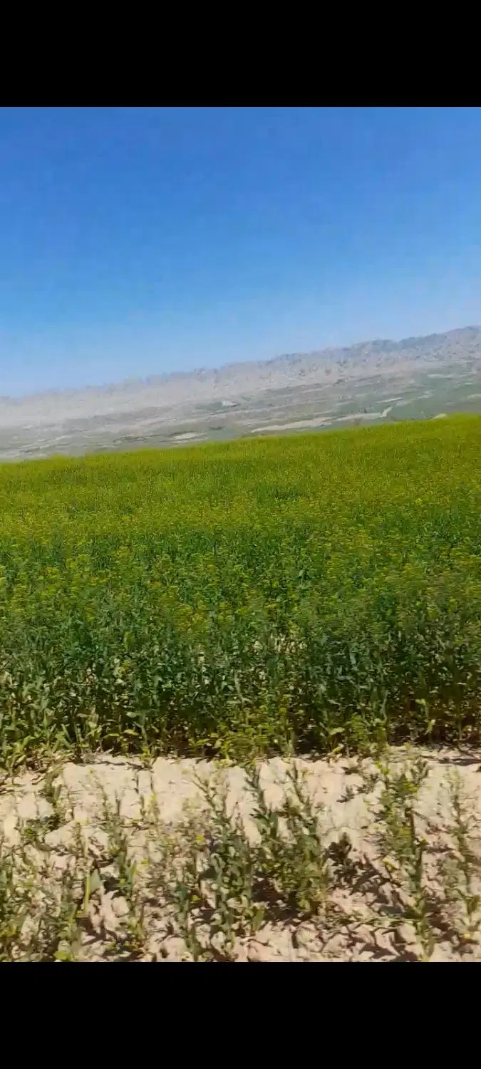 فروش‌زمین‌کشاورزی‌جهت‌احداث‌‌باغ‌دیم