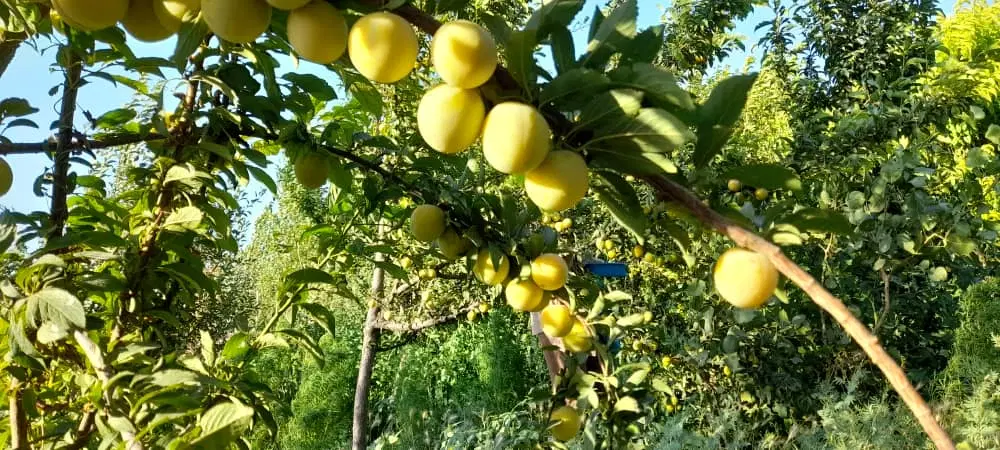۳۰۰ متر باغچه فروش فوری