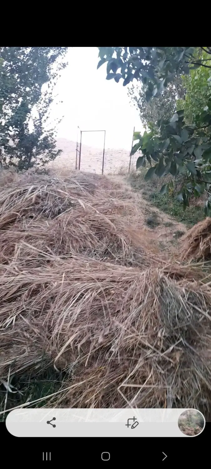 باغ