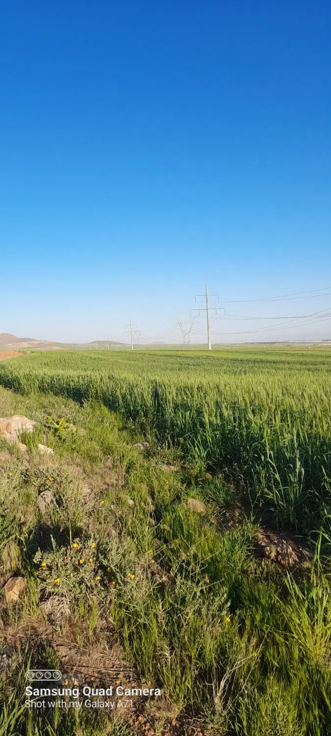 زمین کشاورزی