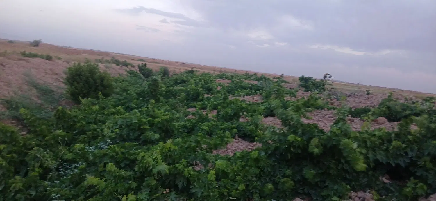 بهشت فضل،نوراباد،انگور،اب،زعفران