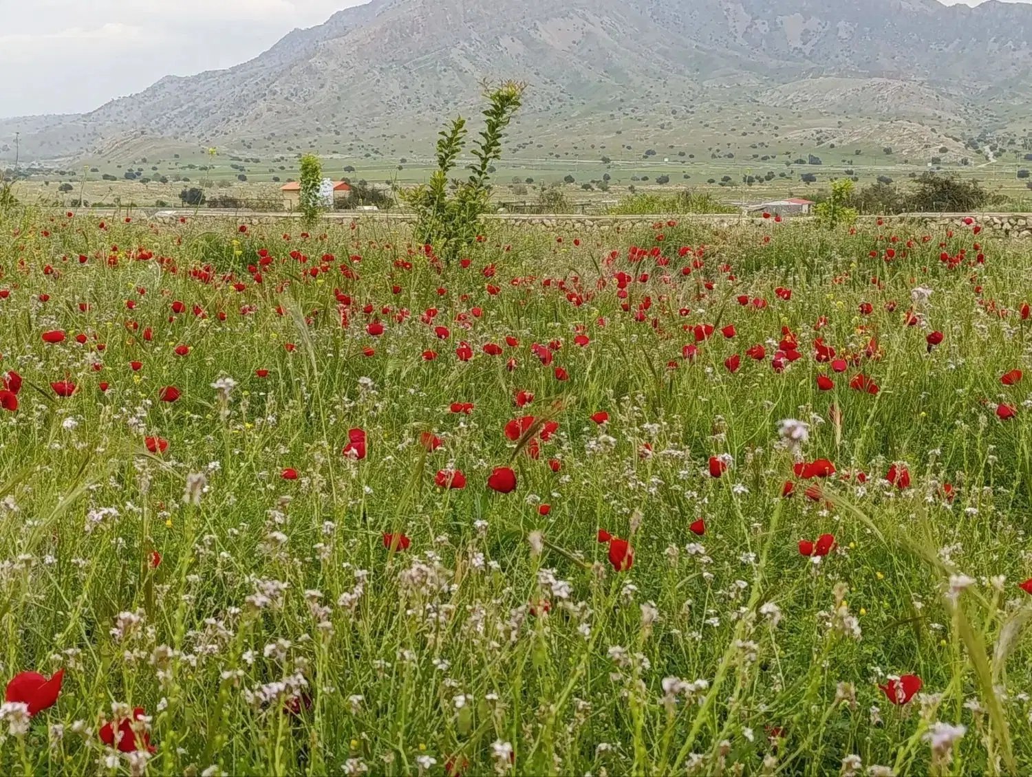زمین مسکونی طرح پارسیان
