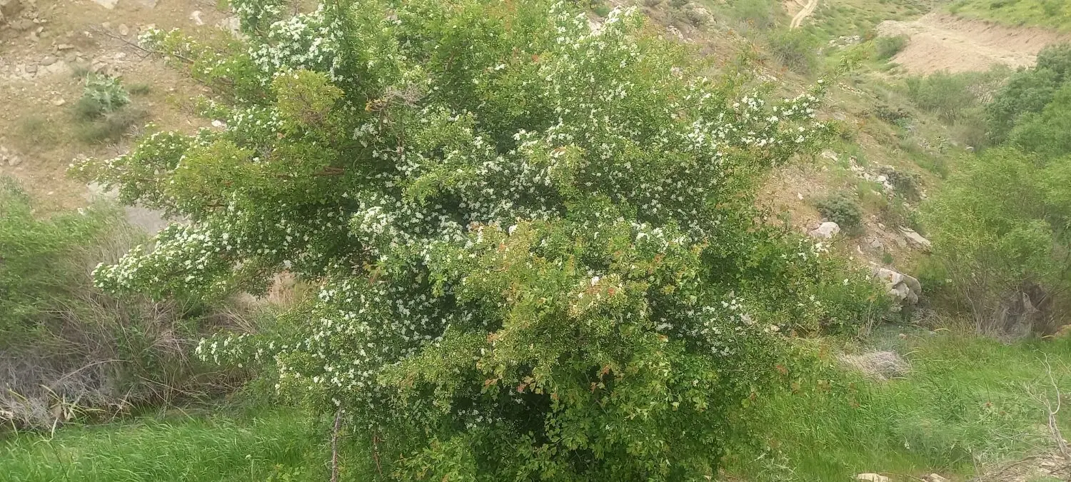 زمین خانه باغی  خام ۱۱۰۰ متر دونبش
