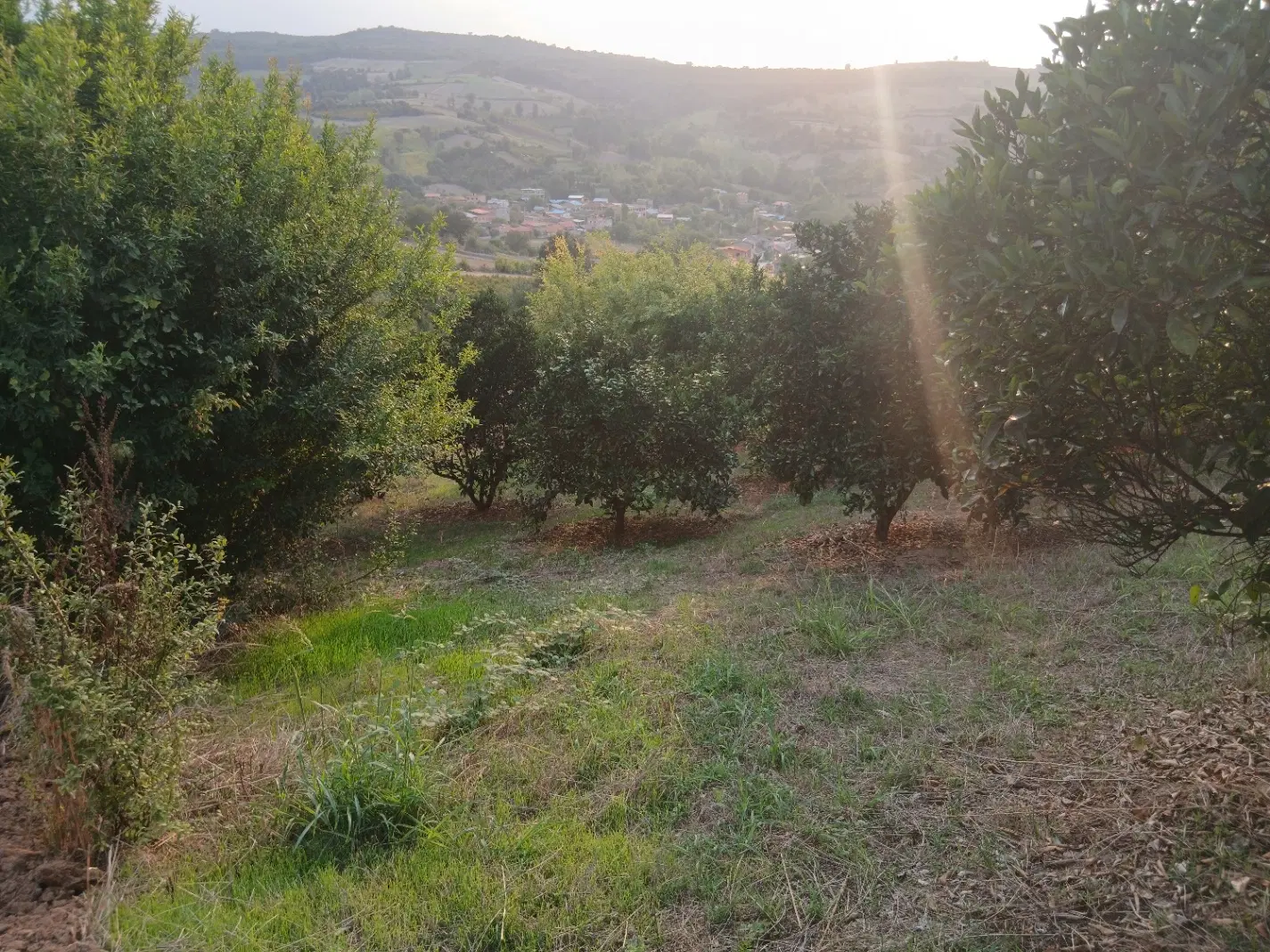 زمین در جاده جنگلی داربکلا