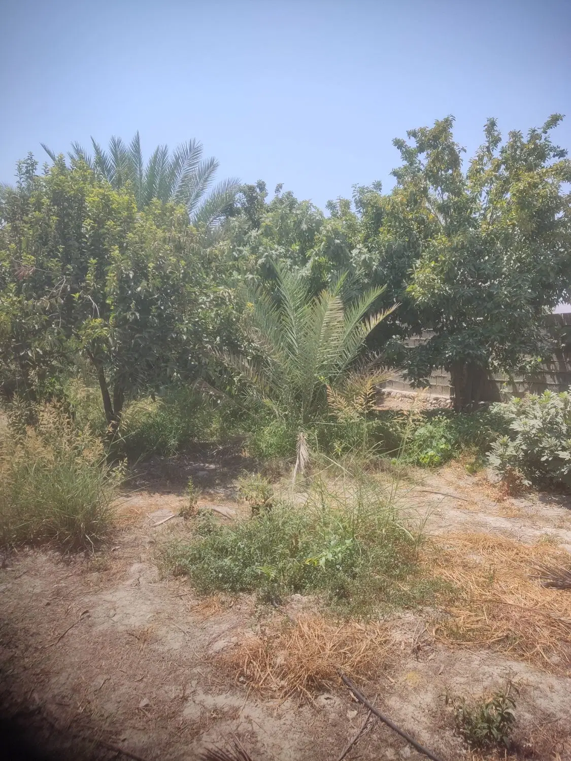 باغچه 3000 متری