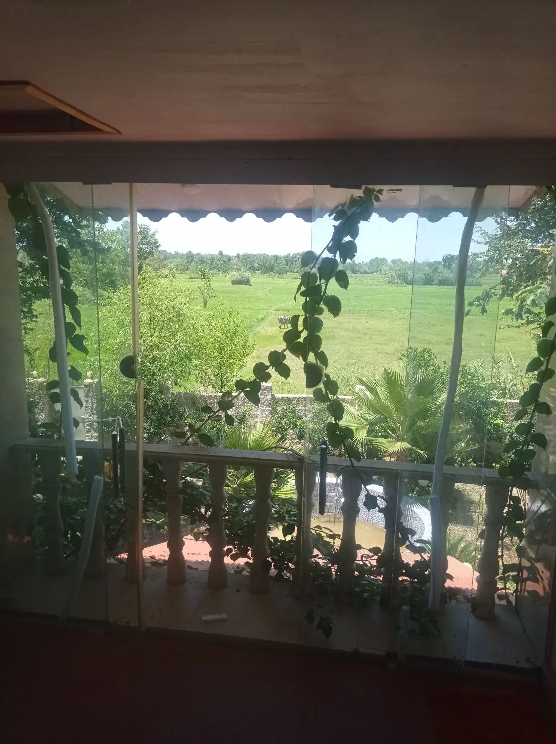 فروش ۵هکتاز مزرعه برنج باسند