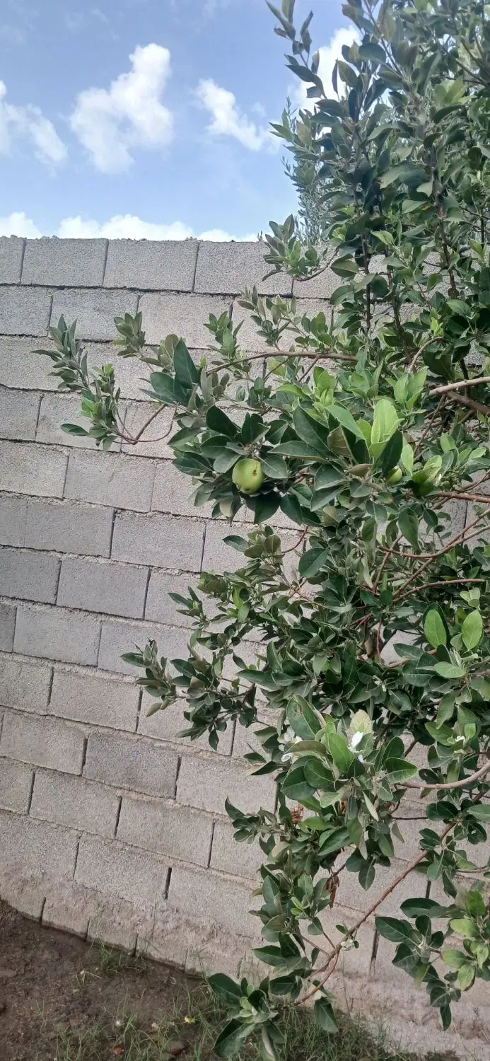 درخت ۵ ساله شناسنامه دار