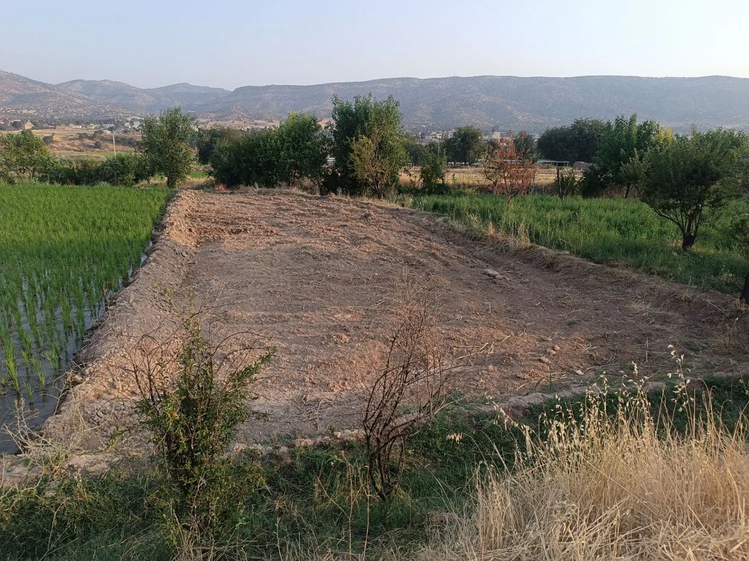 زمین کشاورزی فروش فوری