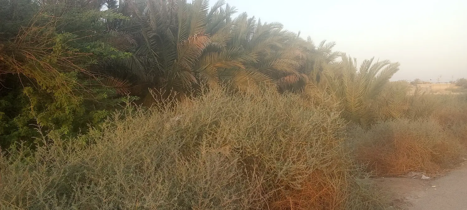 زمین مسکونی