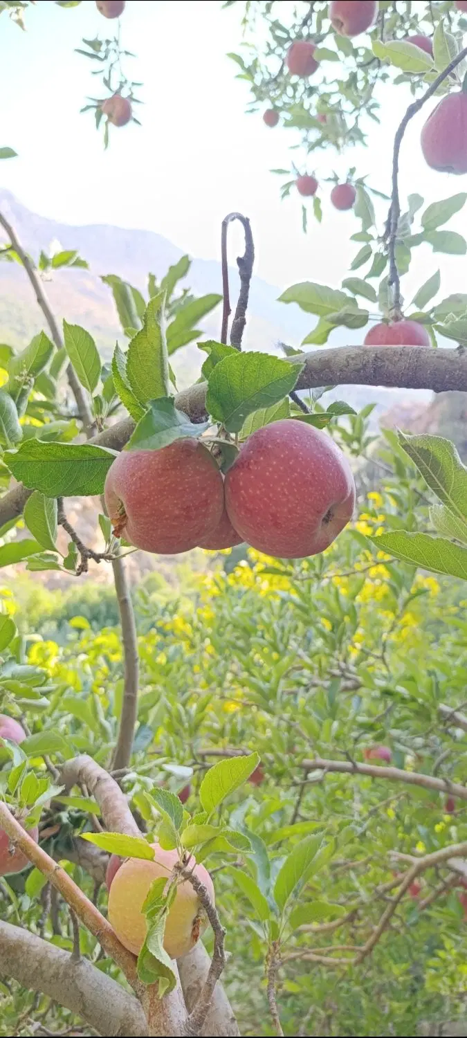 فروش باغ چشمه چنار