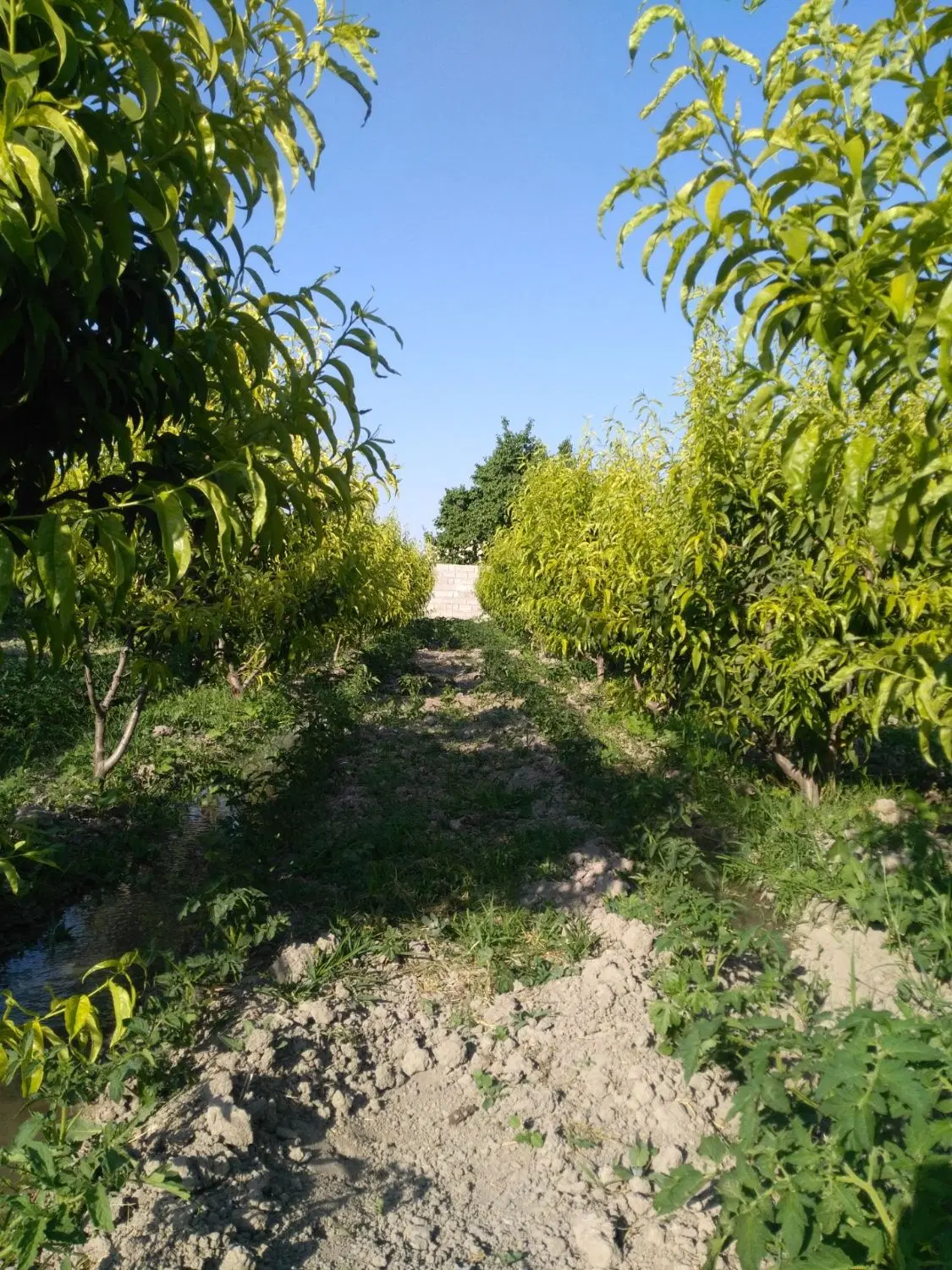 باغ جاده سنتو ترکمان