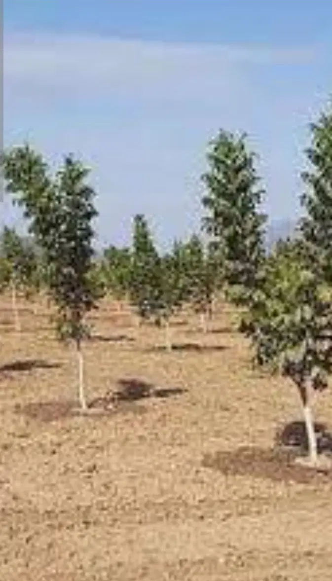 فروش زمین