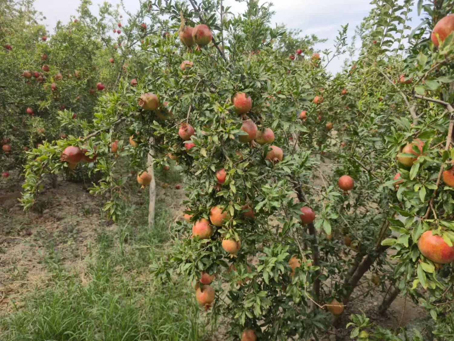 باغ ،انواع درختان میوه