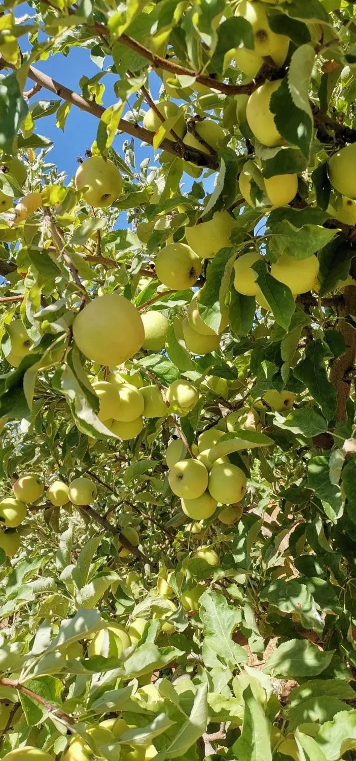 باغ شهری قره چمن(درآمدزا)