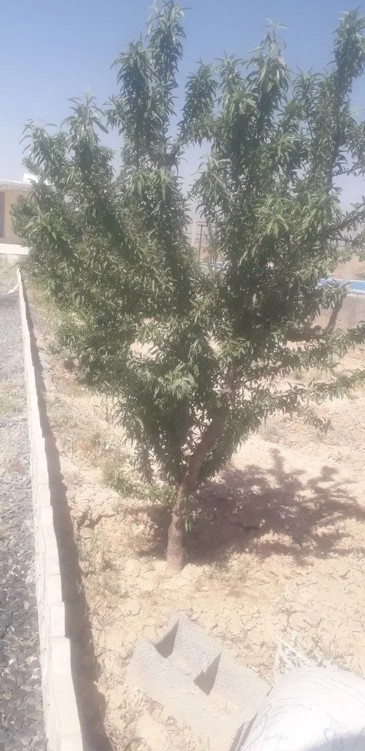 ۵۰۰متر زمین چهاردیواری سوسن آباد