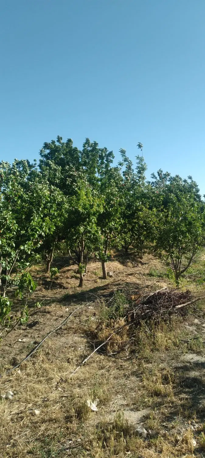 زمین باغی ۶۰۰متر