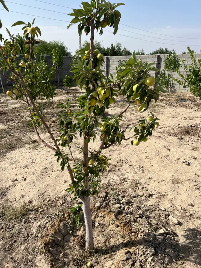 باغ ۱۶۰۰ متری