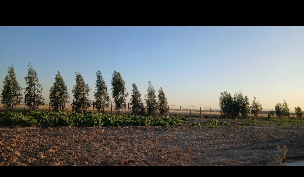 زمین کشاورزی پاکدشت
