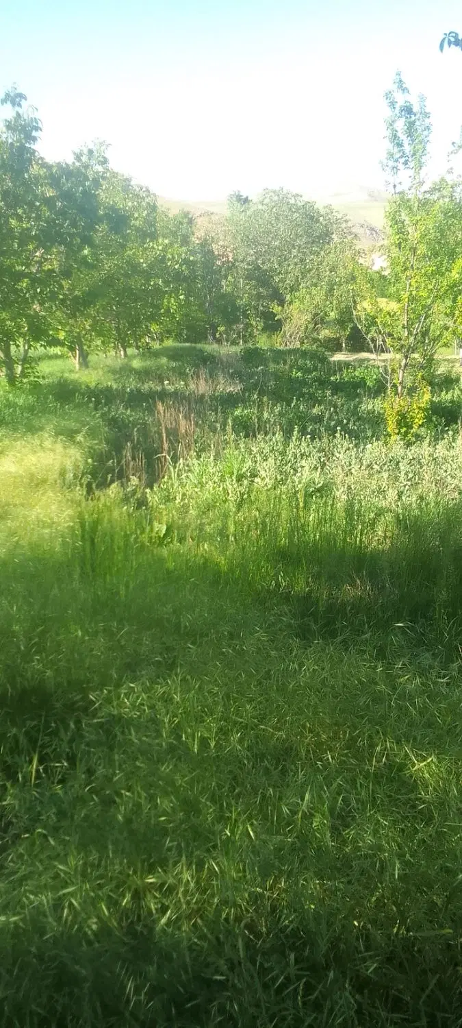 باغ روستای پیغو