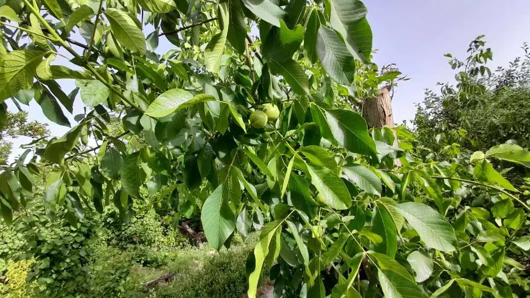 باغ ۵۶ ساله فروشی و ۵۰ درصد تهاتر با مسکونی تجاری