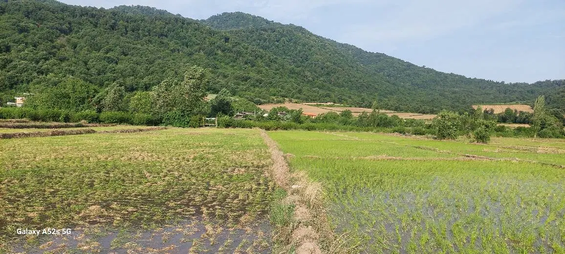 اجاره ۱۸نی زمین کشاورزی در روستای الامن