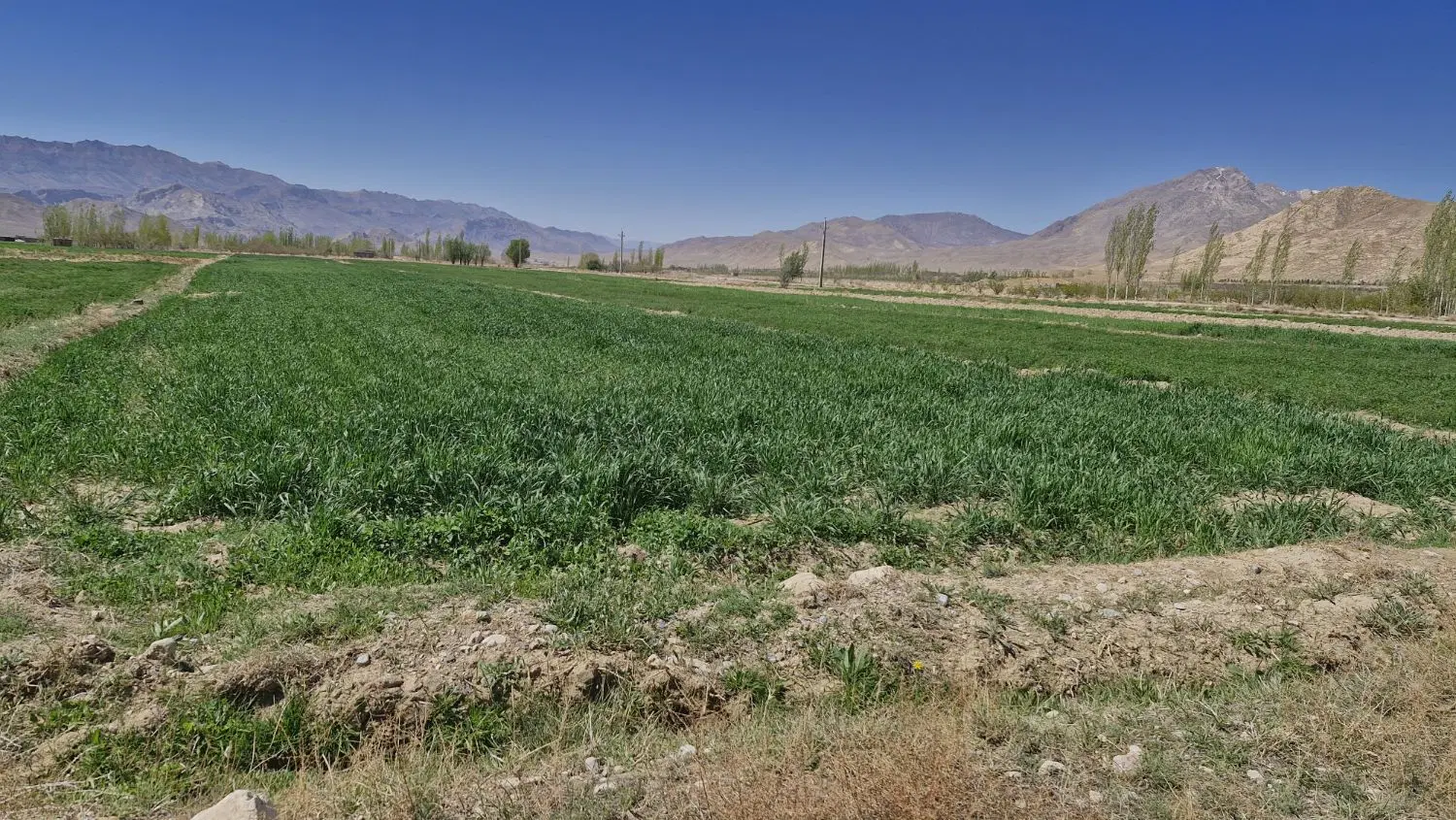 زمین کشاورزی با آب