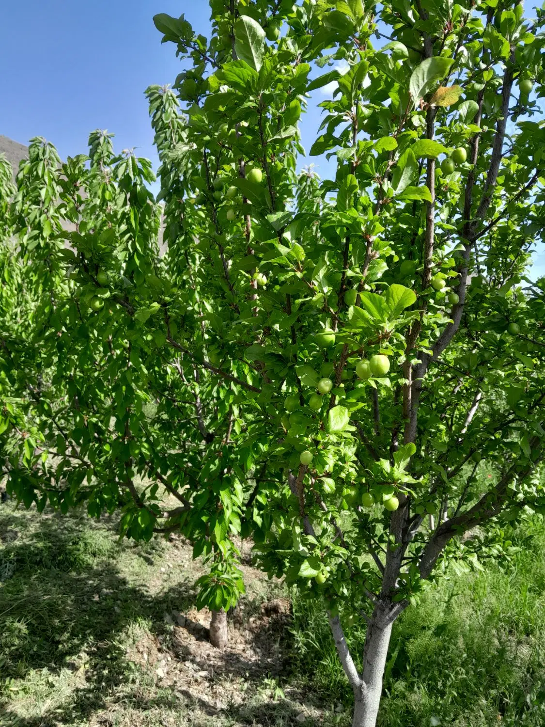 باغچه
