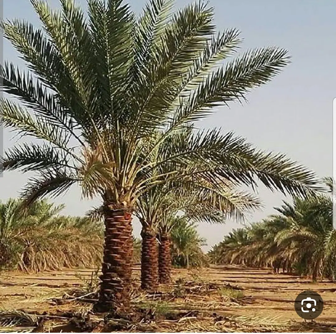 خانه باغ ویلا