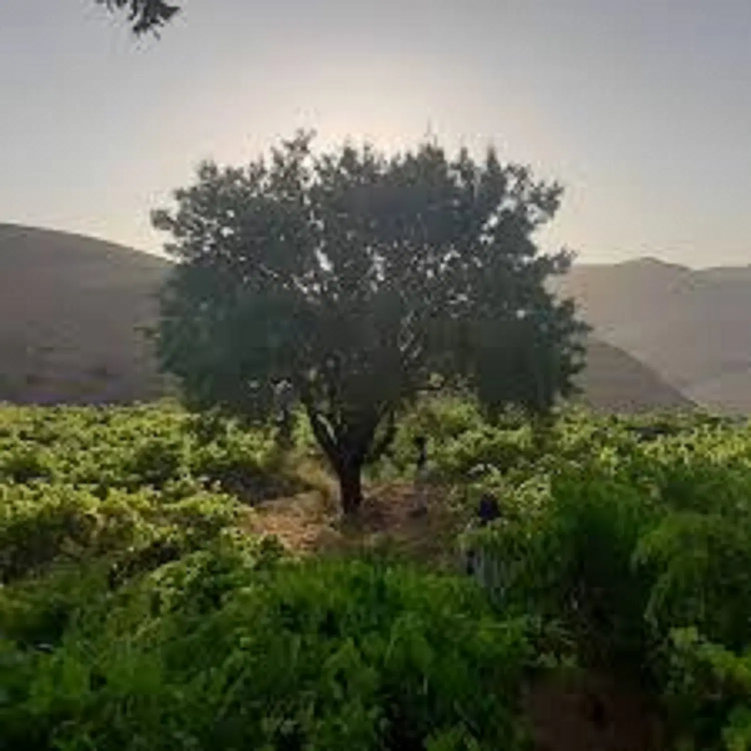 یک قطعه باغ انگوری + یک قطعه باغ درختان میوه