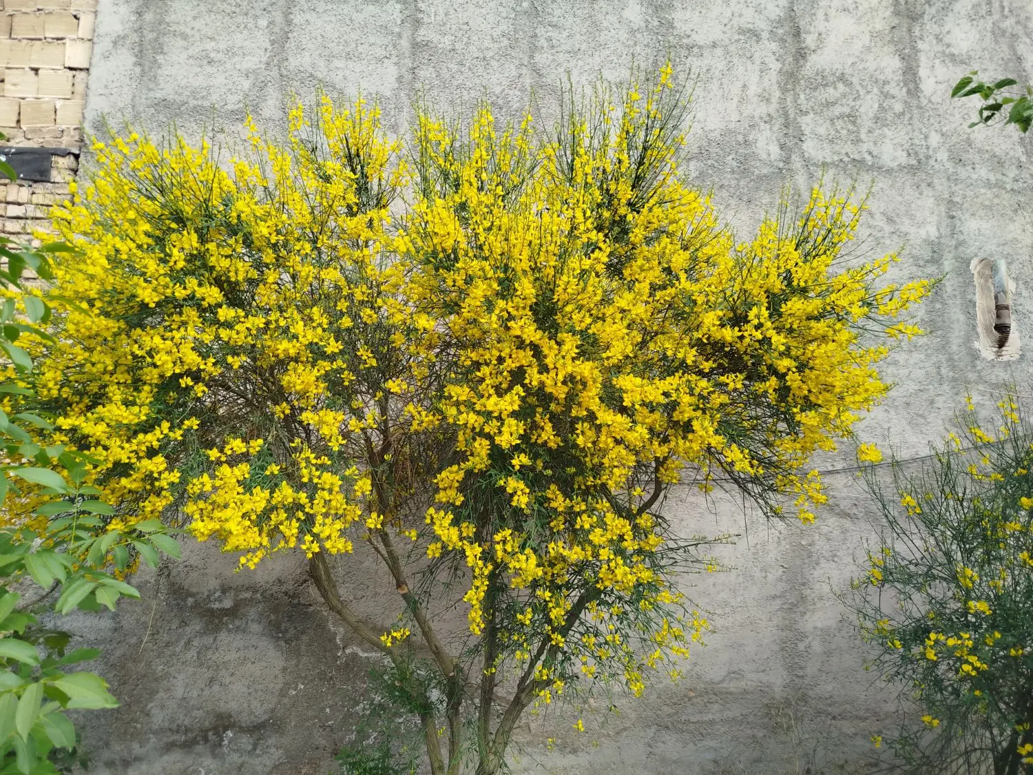 باغ ویلا