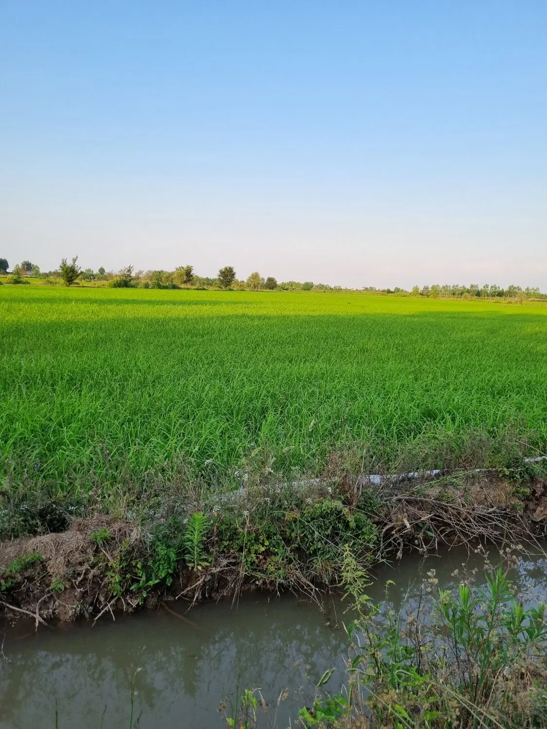 زمین مسکونی ۱۷۷متر