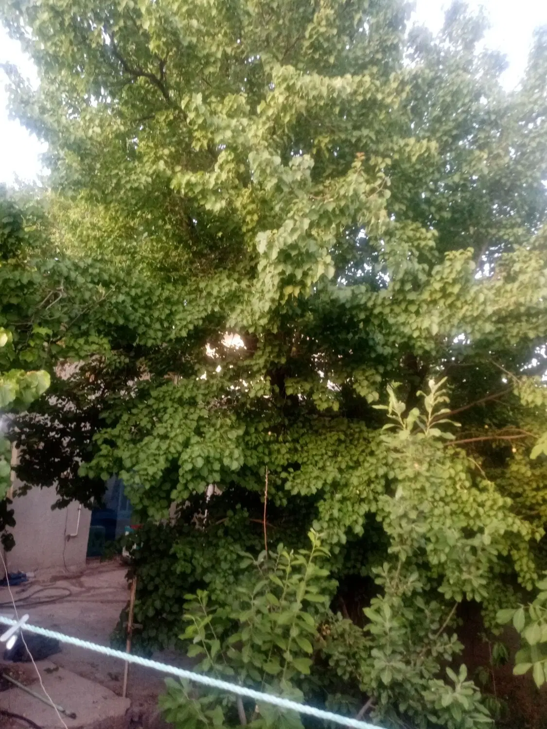 خونه وباغ فروشی درکوهپایه
