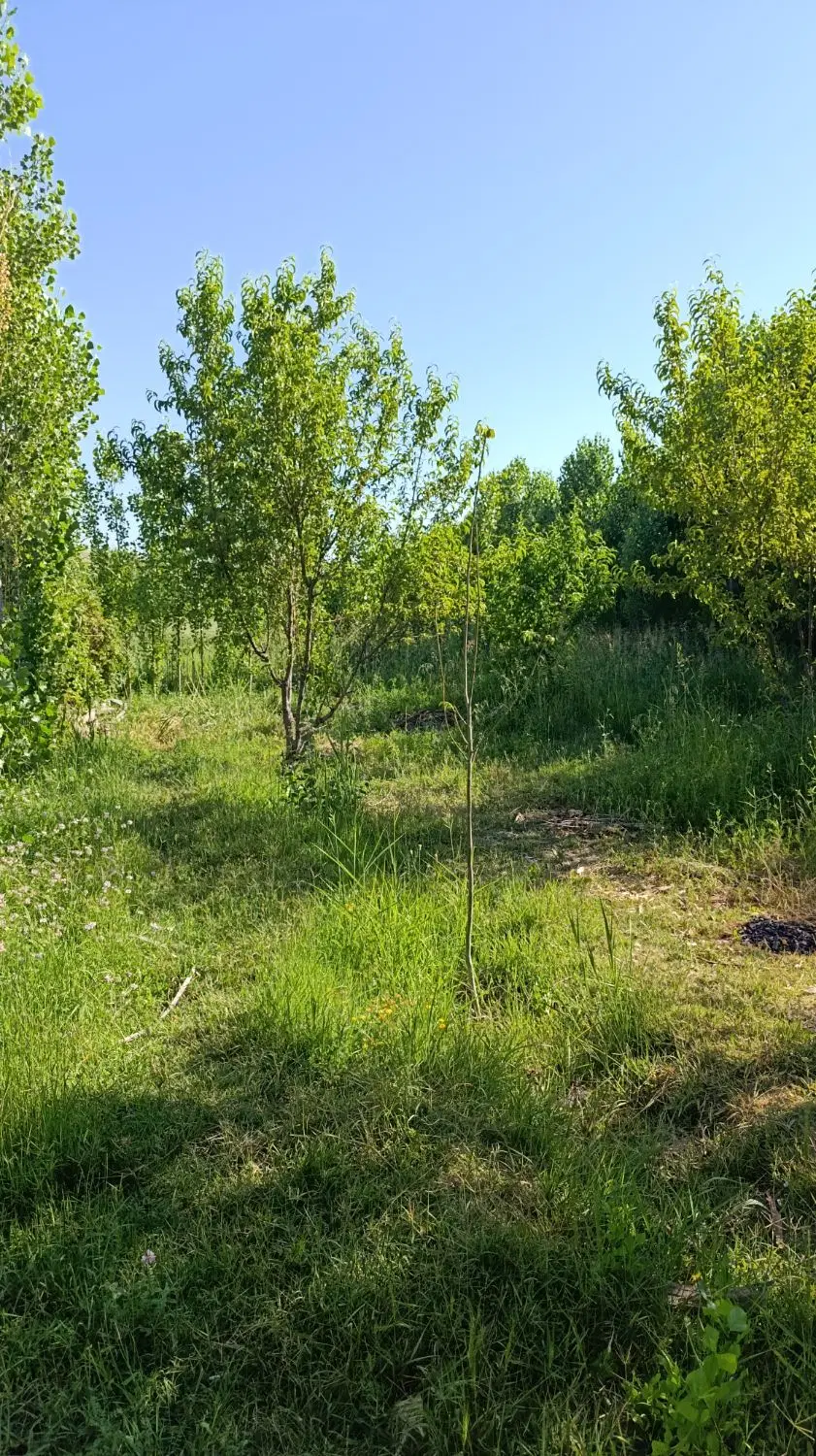 باغچه ۴۰۰ متری دنج