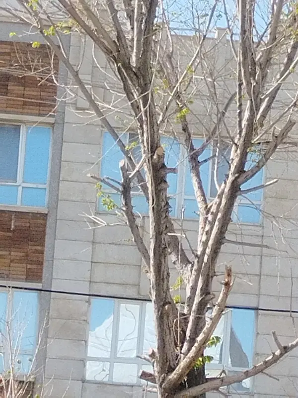 فروش زمین مسکونی آشوری