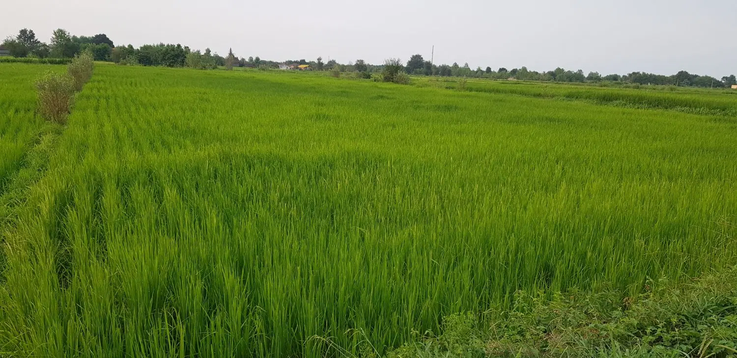 زمین کشاورزی