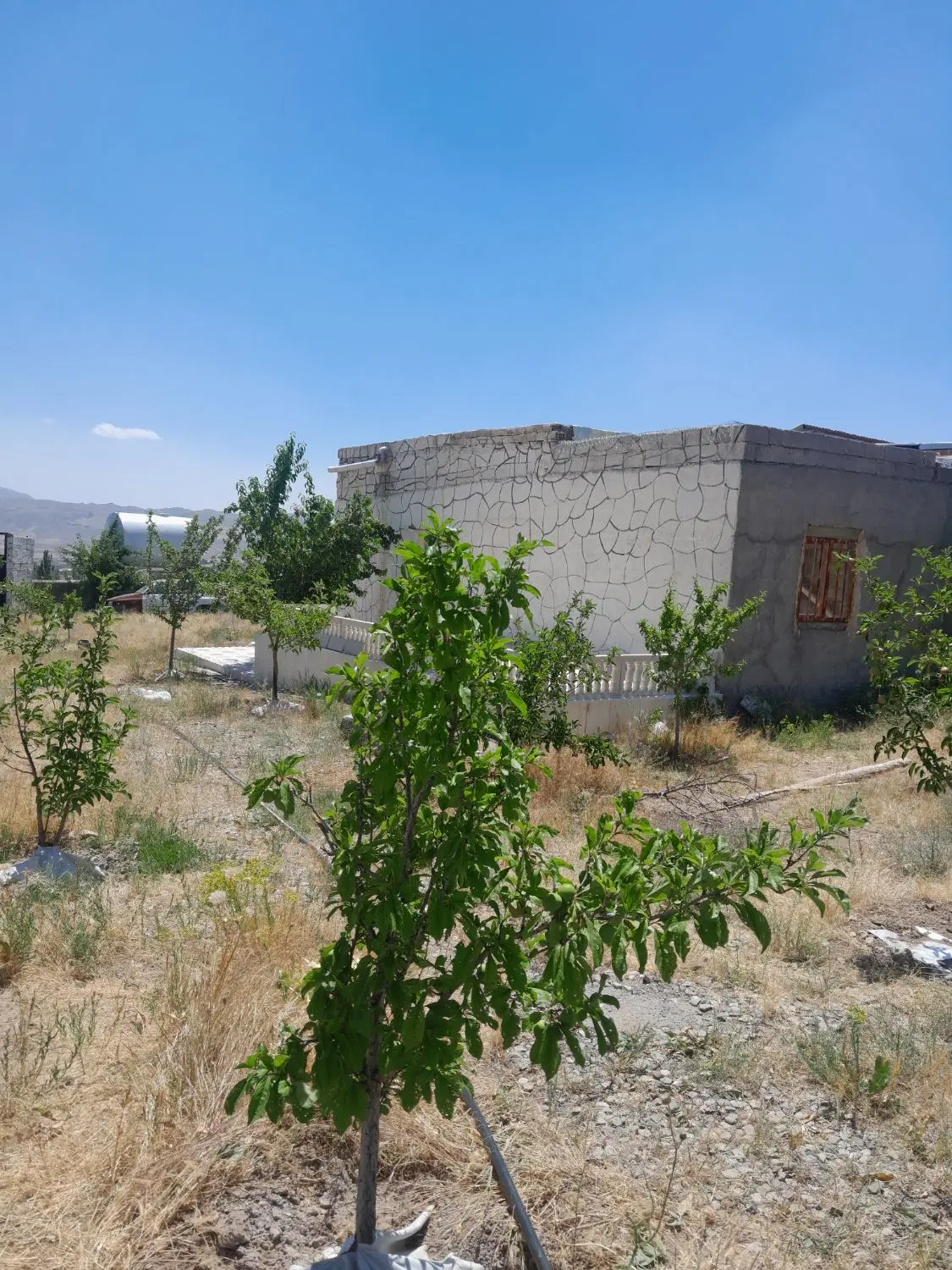باغ با سند شش دانگ