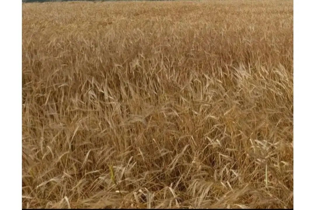 زمین کشاورزی