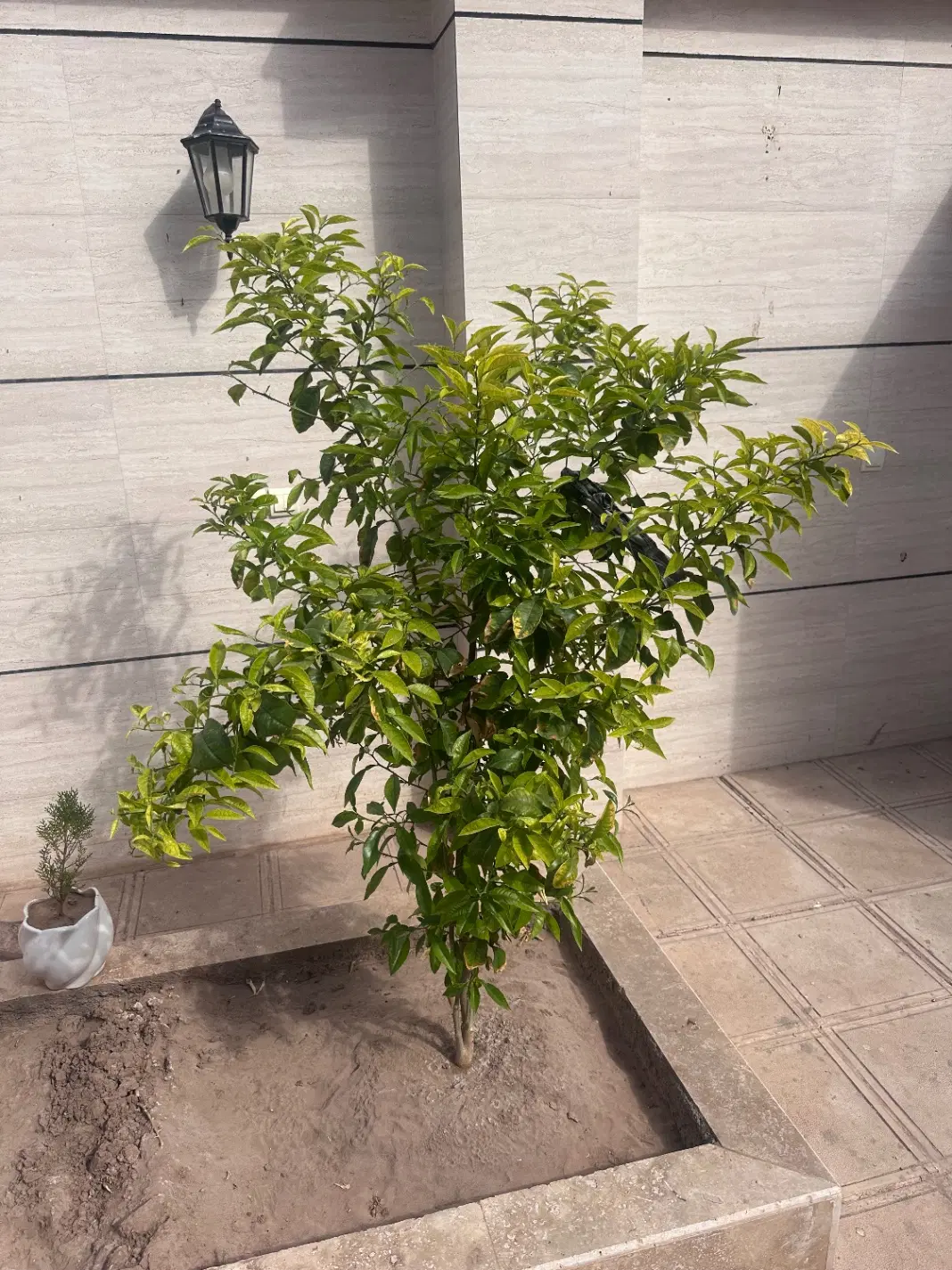 اجاره خانه ویلایی لنگر ماهان