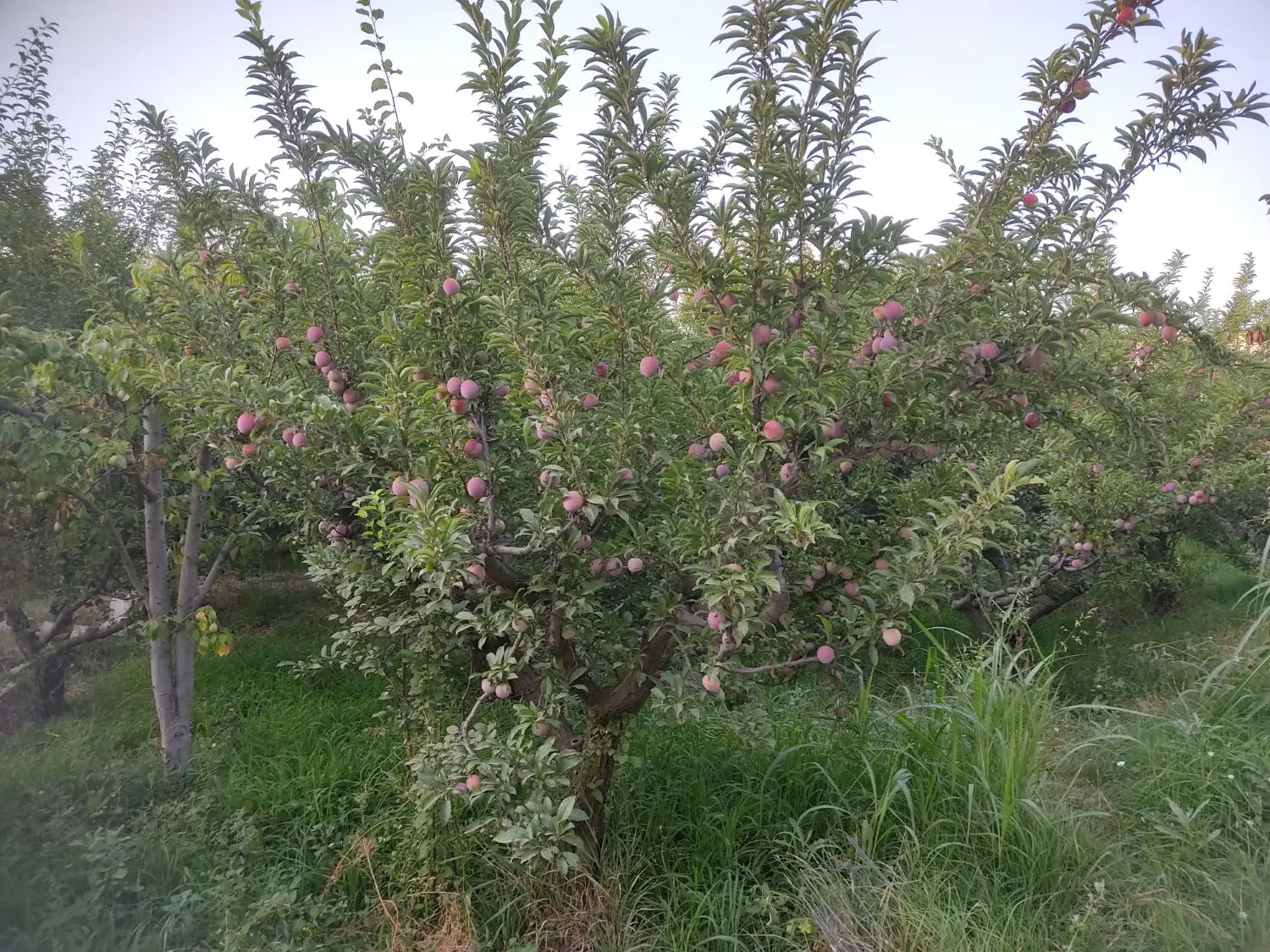 باغچه ۷۰۰ متری سنقر آباد