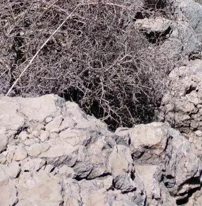 200 مترزمین سروک تپه دمالی سند پروانه دار
