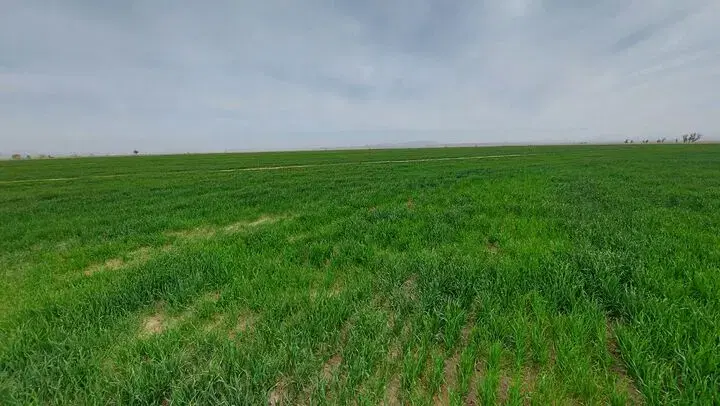 سه هکتار زمین با مدارک کامل