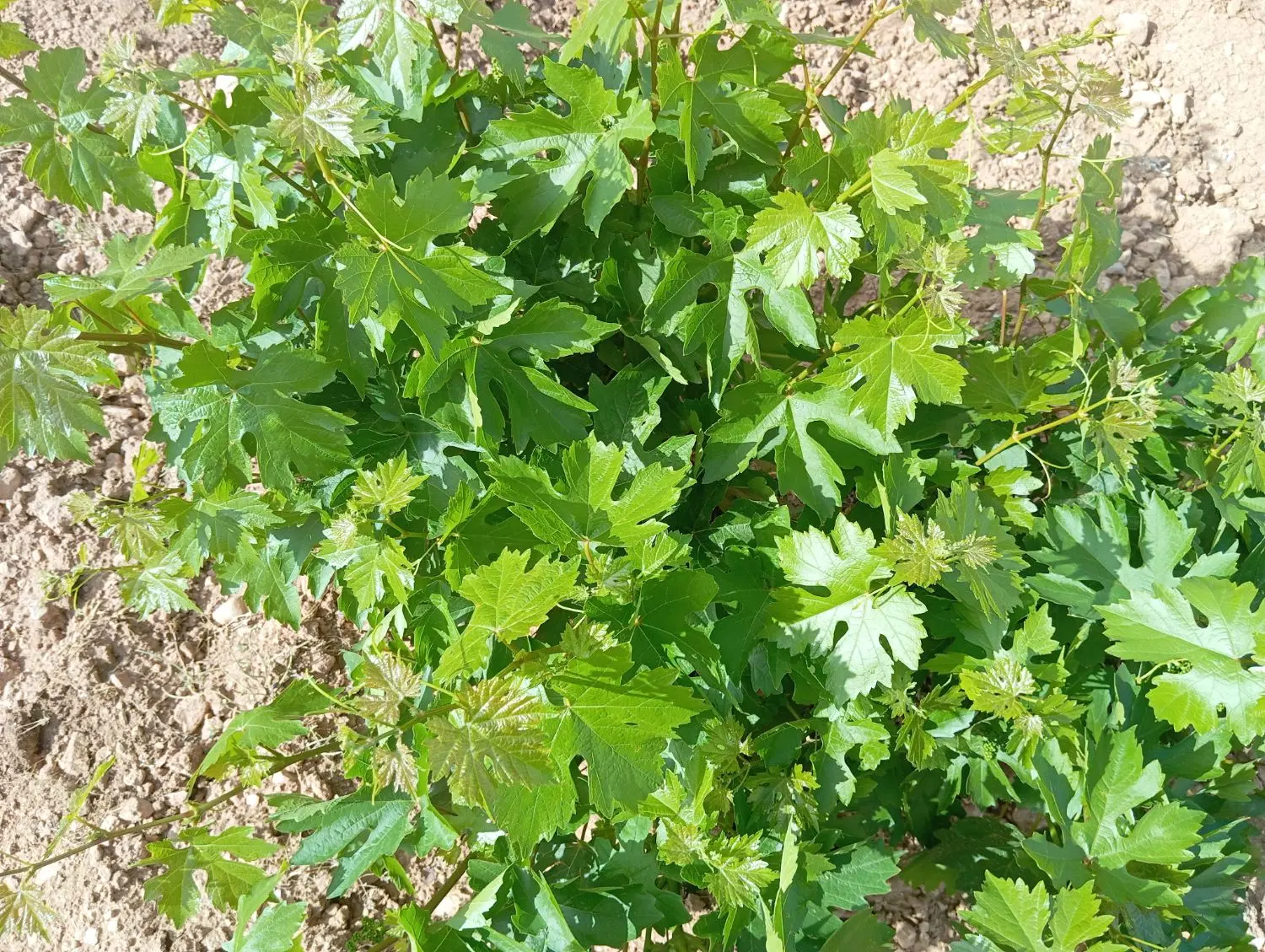 یک قطعه باغ1500متری
