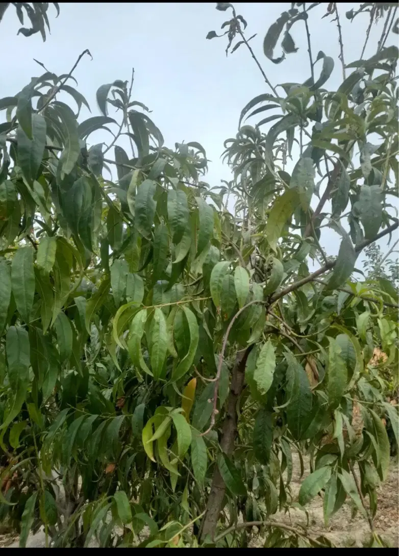 زمین فروشی