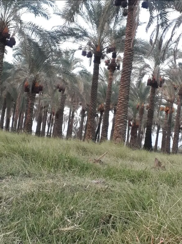 خونه باغ حسین آباد زیرکی