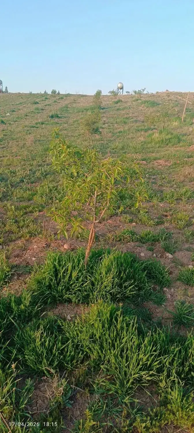 زمین ویلایی بانهال رشتقون