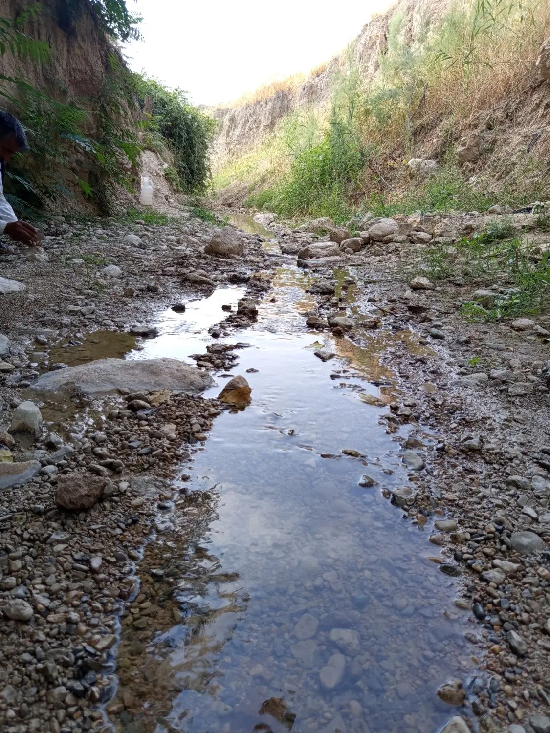 فروشی باغ