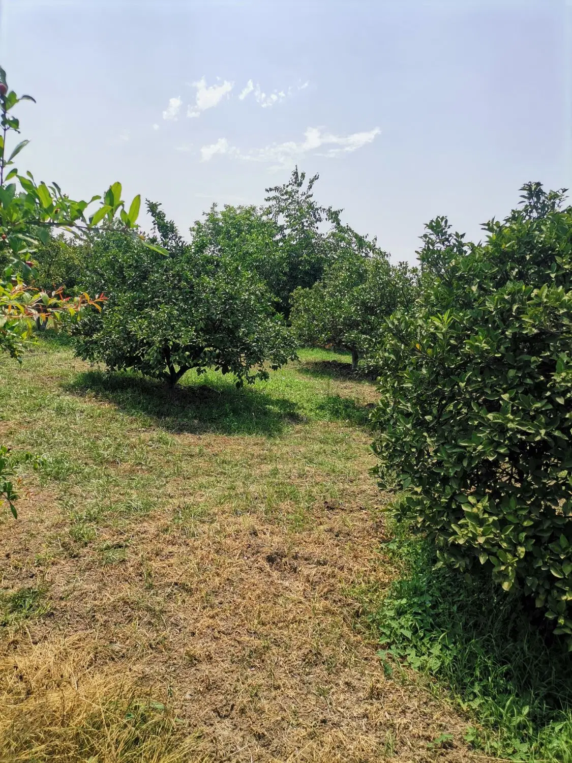 باغ مرکبات تامسون و نارنگی ژاپنی