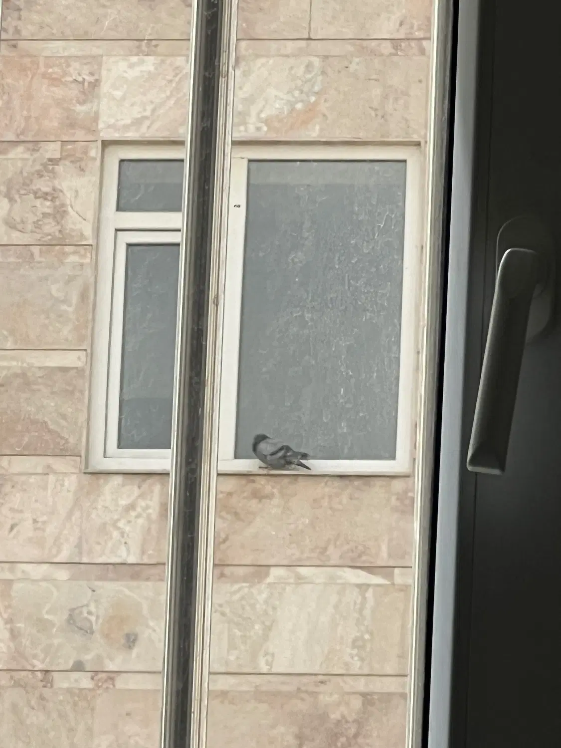 اپارتمان نقلی